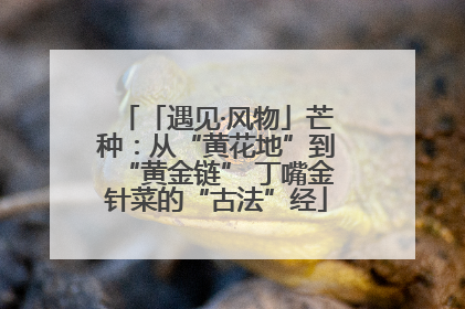 「遇见·风物」芒种：从“黄花地”到“黄金链” 丁嘴金针菜的“古法”经