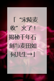 “宋陵麦收”火了！揭秘千年石刻与麦田如何共生→