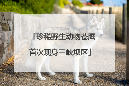 珍稀野生动物苍鹰首次现身三峡坝区