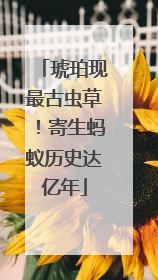 琥珀现最古虫草！寄生蚂蚁历史达亿年