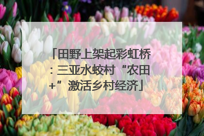 田野上架起彩虹桥：三亚水蛟村“农田+”激活乡村经济