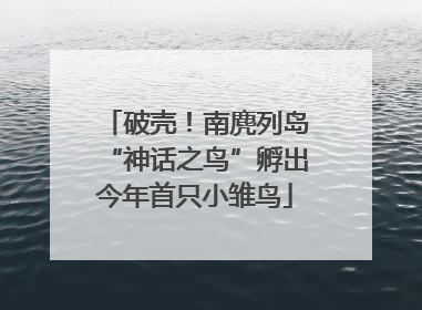 破壳！南麂列岛“神话之鸟”孵出今年首只小雏鸟