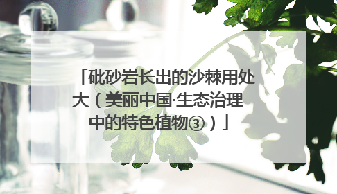 砒砂岩长出的沙棘用处大（美丽中国·生态治理中的特色植物③）