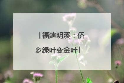 福建明溪：侨乡绿叶变金叶