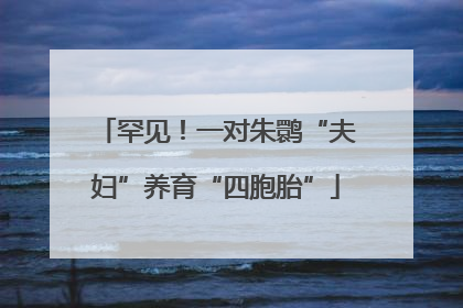 罕见！一对朱鹮“夫妇”养育“四胞胎”