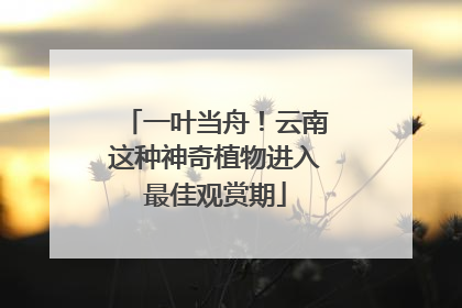 一叶当舟！云南这种神奇植物进入最佳观赏期