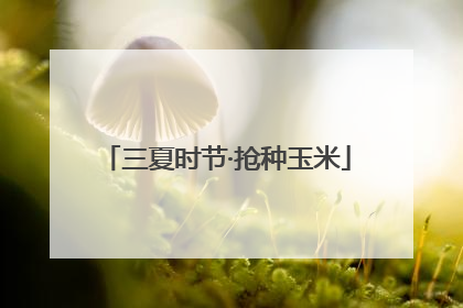 三夏时节·抢种玉米