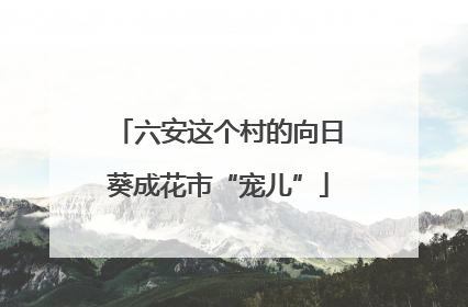 六安这个村的向日葵成花市“宠儿”