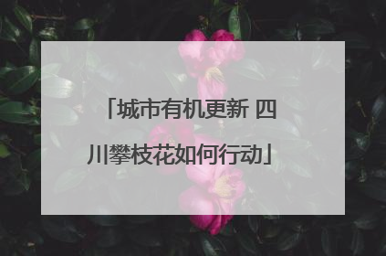 城市有机更新 四川攀枝花如何行动