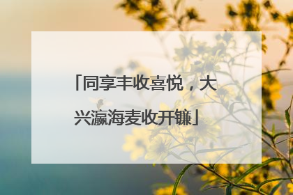 同享丰收喜悦，大兴瀛海麦收开镰