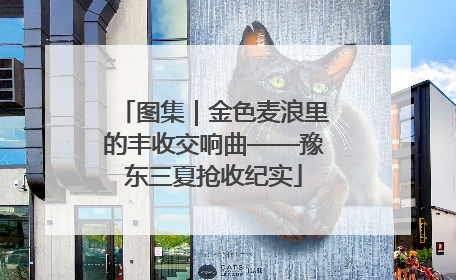 图集｜金色麦浪里的丰收交响曲——豫东三夏抢收纪实