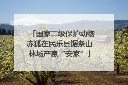 国家二级保护动物赤狐在民乐县锯条山林场产崽“安家”