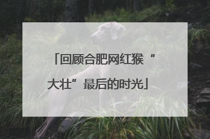 回顾合肥网红猴“大壮”最后的时光