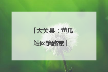 大关县：黄瓜触网销路宽