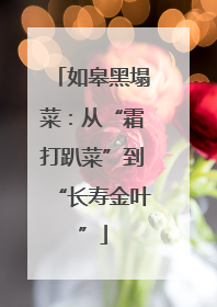 如皋黑塌菜：从“霜打趴菜”到“长寿金叶”
