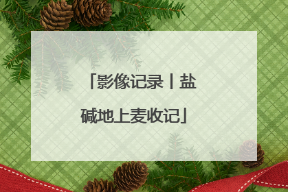 影像记录丨盐碱地上麦收记
