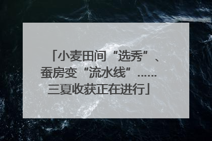 小麦田间“选秀”、蚕房变“流水线”……三夏收获正在进行