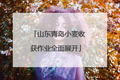 山东青岛小麦收获作业全面展开
