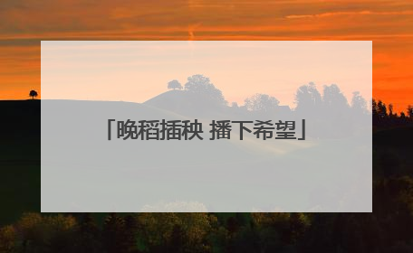 晚稻插秧 播下希望