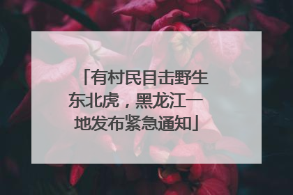 有村民目击野生东北虎，黑龙江一地发布紧急通知