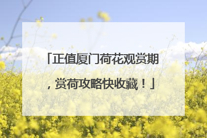 正值厦门荷花观赏期，赏荷攻略快收藏！
