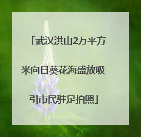 武汉洪山2万平方米向日葵花海盛放吸引市民驻足拍照