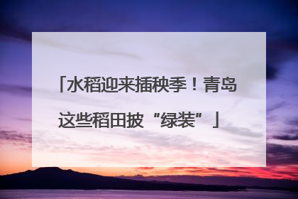 水稻迎来插秧季！青岛这些稻田披“绿装”