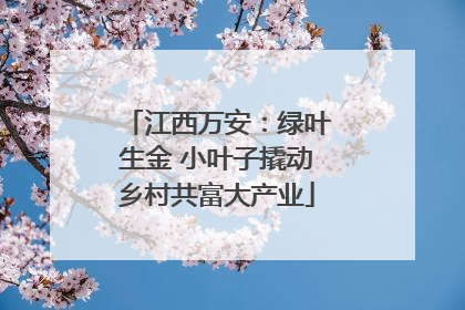 江西万安：绿叶生金 小叶子撬动乡村共富大产业