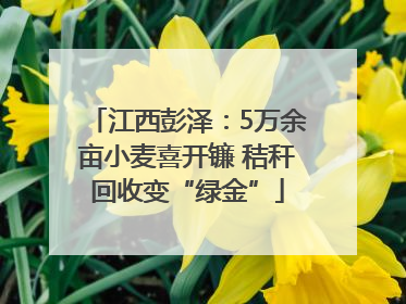 江西彭泽：5万余亩小麦喜开镰 秸秆回收变“绿金”