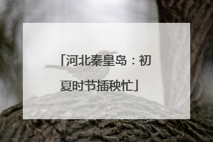 河北秦皇岛：初夏时节插秧忙