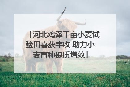 河北鸡泽千亩小麦试验田喜获丰收 助力小麦育种提质增效