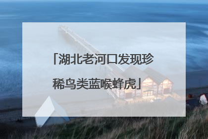 湖北老河口发现珍稀鸟类蓝喉蜂虎