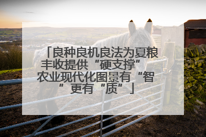 良种良机良法为夏粮丰收提供“硬支撑” 农业现代化图景有“智”更有“质”
