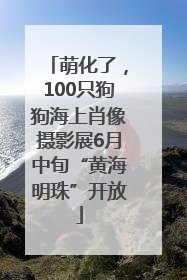 萌化了，100只狗狗海上肖像摄影展6月中旬“黄海明珠”开放