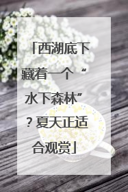 西湖底下藏着一个“水下森林”？夏天正适合观赏