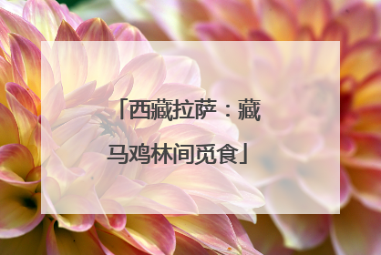 西藏拉萨：藏马鸡林间觅食