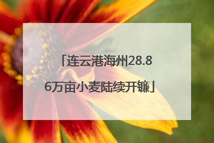 连云港海州28.86万亩小麦陆续开镰