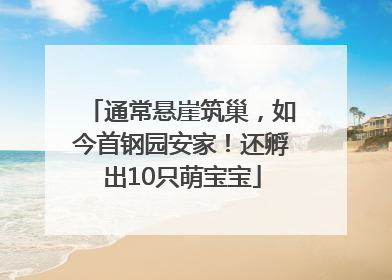 通常悬崖筑巢，如今首钢园安家！还孵出10只萌宝宝