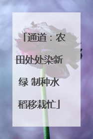通道：农田处处染新绿 制种水稻移栽忙