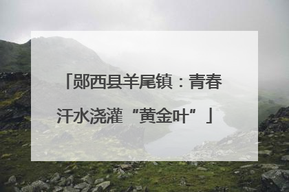 郧西县羊尾镇：青春汗水浇灌“黄金叶”