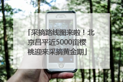 采摘路线图来啦！北京昌平近5000亩樱桃迎来采摘黄金期