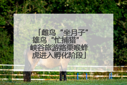 雌鸟“坐月子”雄鸟“忙捕猎” 峡谷旅游路栗喉蜂虎进入孵化阶段