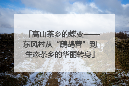 高山茶乡的蝶变——东风村从“鹧鸪营”到生态茶乡的华丽转身