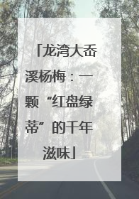 龙湾大岙溪杨梅：一颗“红盘绿蒂”的千年滋味