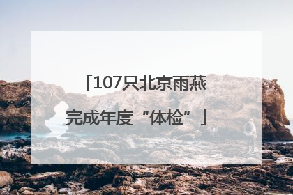 107只北京雨燕完成年度“体检”