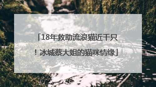 18年救助流浪猫近千只！冰城蔡大姐的猫咪情缘