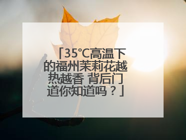 35℃高温下的福州茉莉花越热越香 背后门道你知道吗？